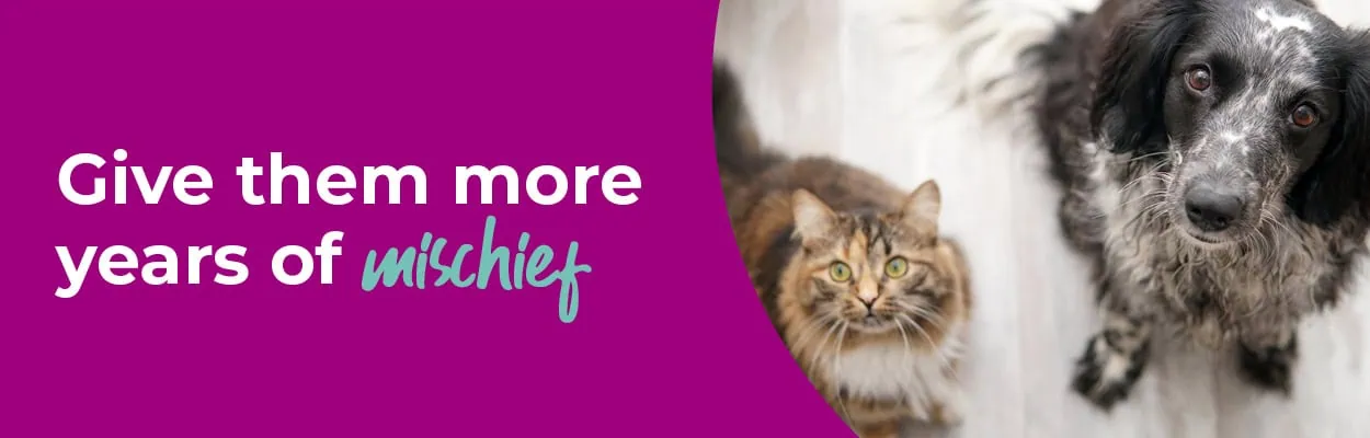 Senior Pets | Older Pet Care | Alder Vets