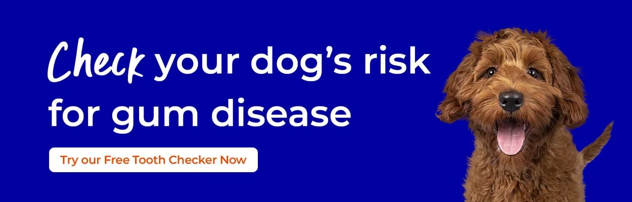 Pet Dental Care | Pet Oral Health | Alder Vets