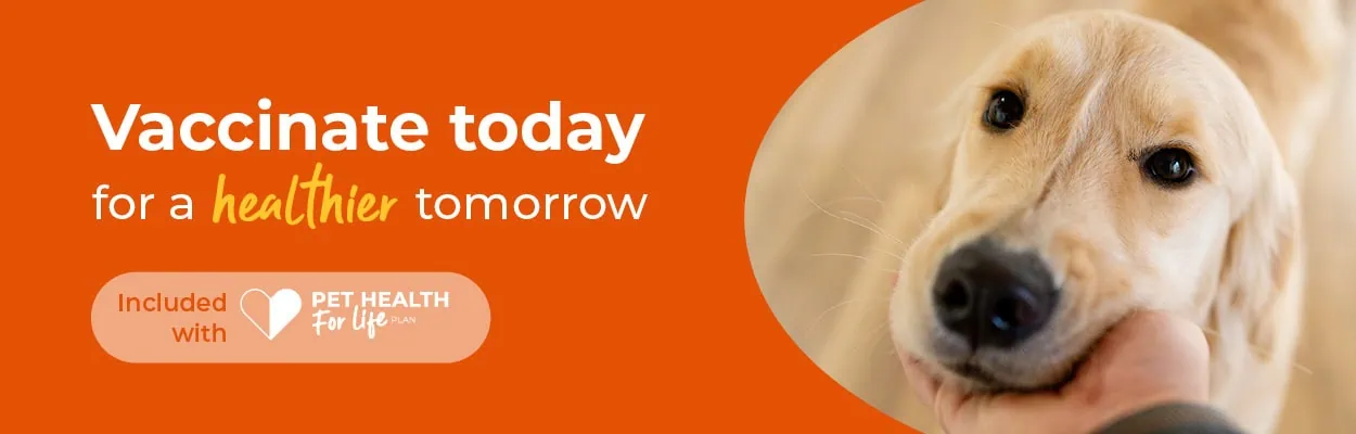 Pet Vaccinations | Annual Vaccines | Alder Vets