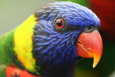 Avian exotic services