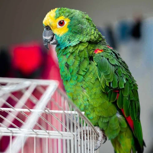 Pet Parrot Avion services